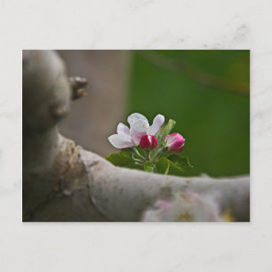 06 Apple Blommars Winchester VA Postcard Vykort