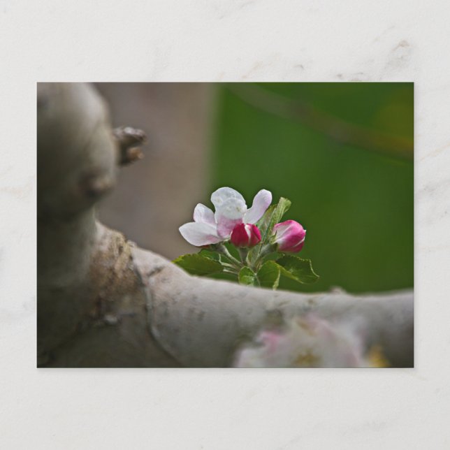 06 Apple Blommars Winchester VA Postcard Vykort (Framsida)