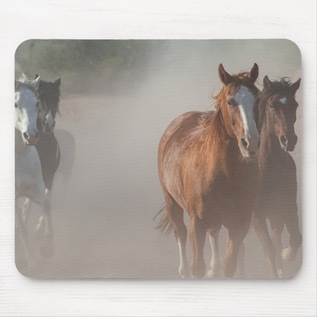 0800-Vilders mustangs som körs Musmatta (Framsidan)