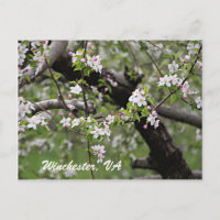 09 Apple Blommars Winchester VA Postcard