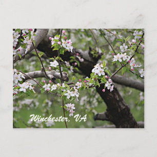 09 Apple Blommars Winchester VA Postcard Vykort
