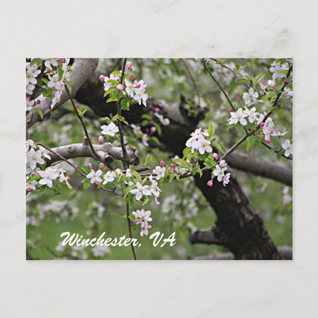 09 Apple Blommars Winchester VA Postcard Vykort (Framsida)