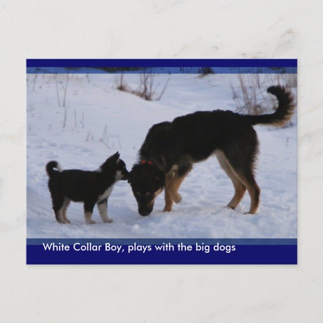 0WCB_boy, ... Vykort (Framsida)