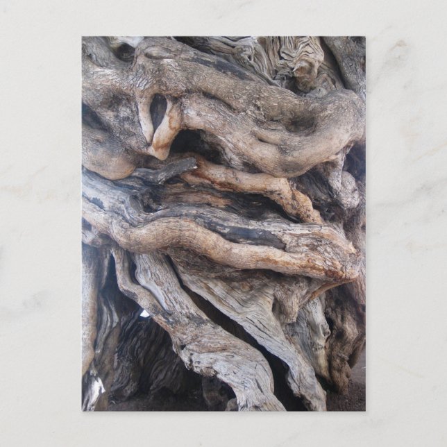 1000 Jahre älter Olivenbaum Vykort (Framsida)