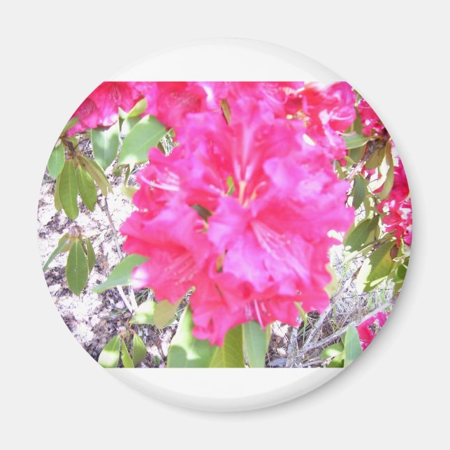 100_0292 MAGNET (Framsidan)