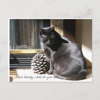 100_0305 svart skönhet, vad ser du? vykort