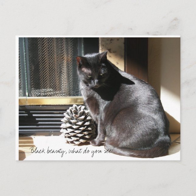 100_0305 svart skönhet, vad ser du? vykort (Framsida)