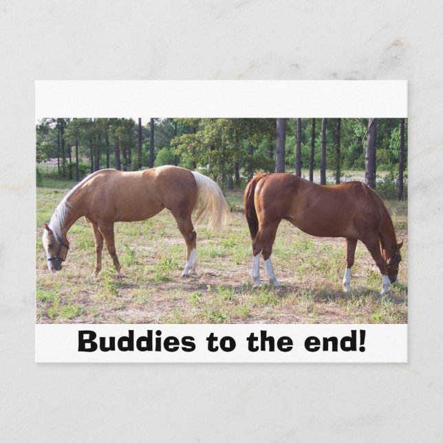 100_0350, Buddies till slut! Vykort (Framsida)