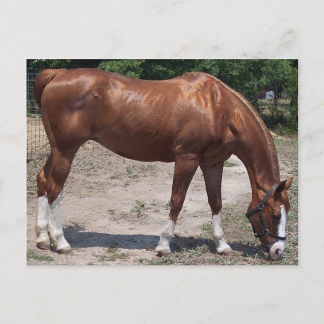 100_0464 VYKORT (Framsida)