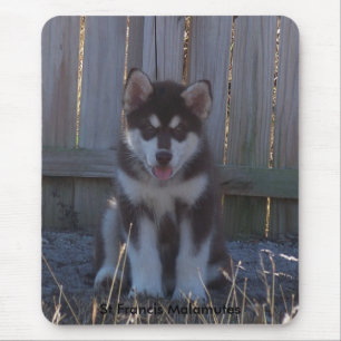 100_2932 St Francis Malamutes Musmatta