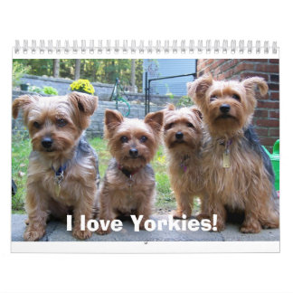 100_5963 älskar jag Yorkies! Kalender