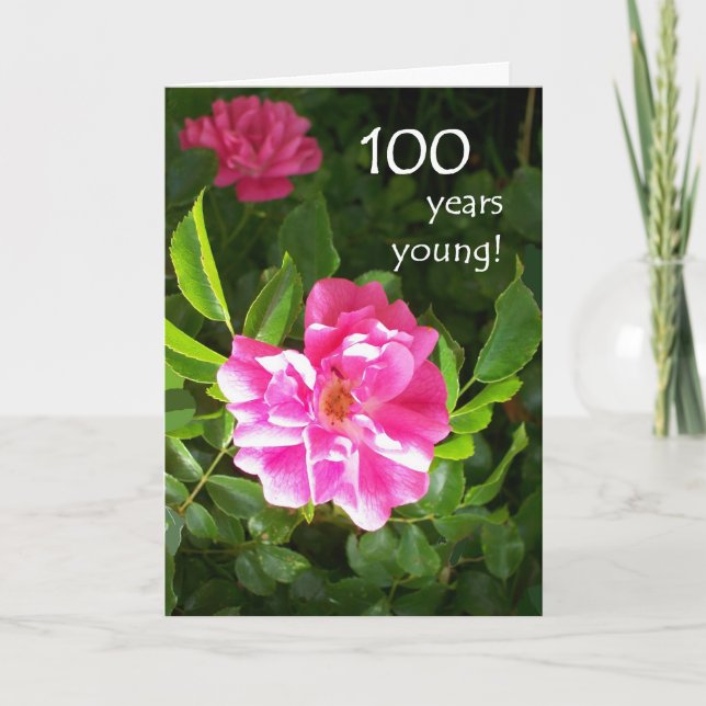 100. Födelsedagkort - rosa ros Kort (Framsida)