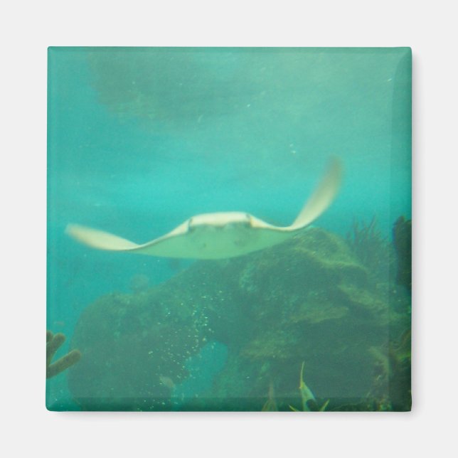 104_3660 - Sting Ray Magnet (Framsidan)