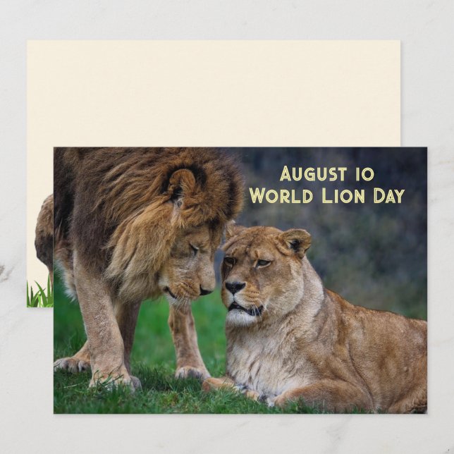 10 aug, Världens lejon dag 5 x 7 kort (Fram/baksida)