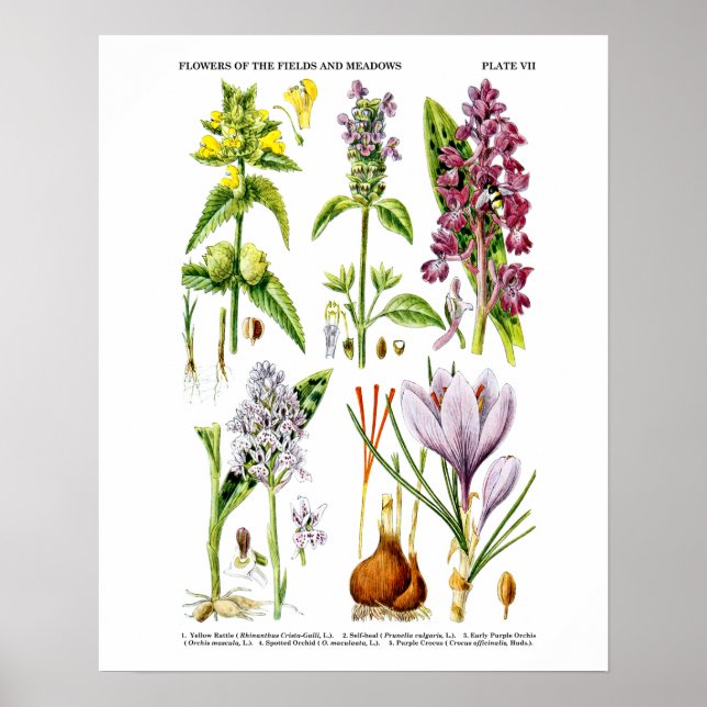 10 Botaniska konst Poster (Framsidan)