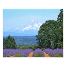 10 tum x 8 tum, Kodak Professionell Photo Papper ( Fototryck