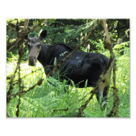 10-tums x8-tums fotoutskrift || Moose Lunch Fototryck