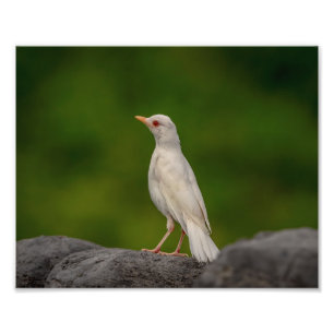 10x8 albinoen Robin i krona pekar Fototryck