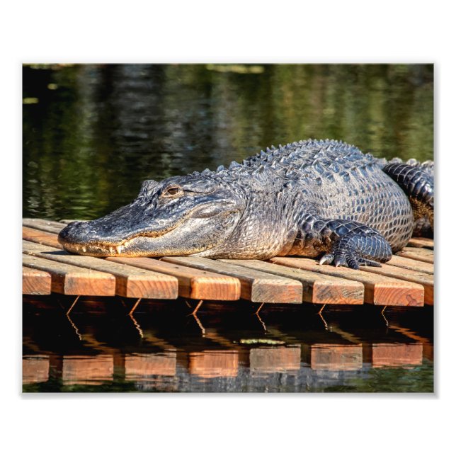 10x8 Alligator vid Homosassa Vår Wildlife State Fototryck (Framsidan)