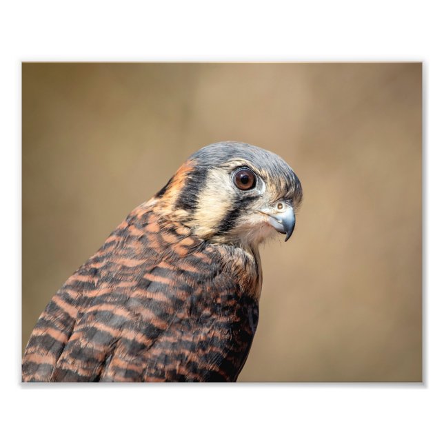 10x8 American Kestrel Fototryck (Framsidan)