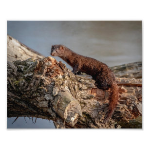 10x8 Amerikansk Mink Fototryck