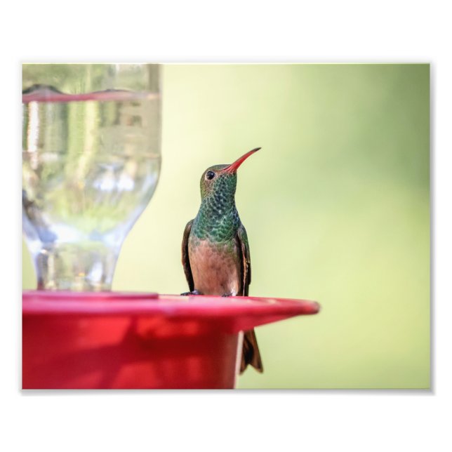 10x8 Buff-bellied hummingbird i Texas Fototryck (Framsidan)