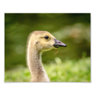 10x8 Canadian Goose (Gosling) Fototryck