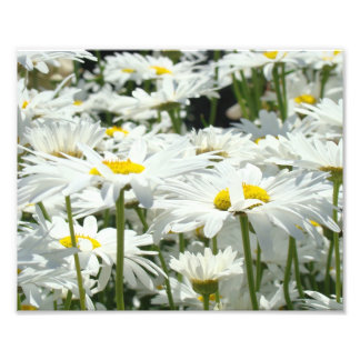 10x8 Fotografi konsttryck Tusenskönor Blommor