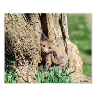 10x8 Fox Kit i Hudson Valley Fototryck