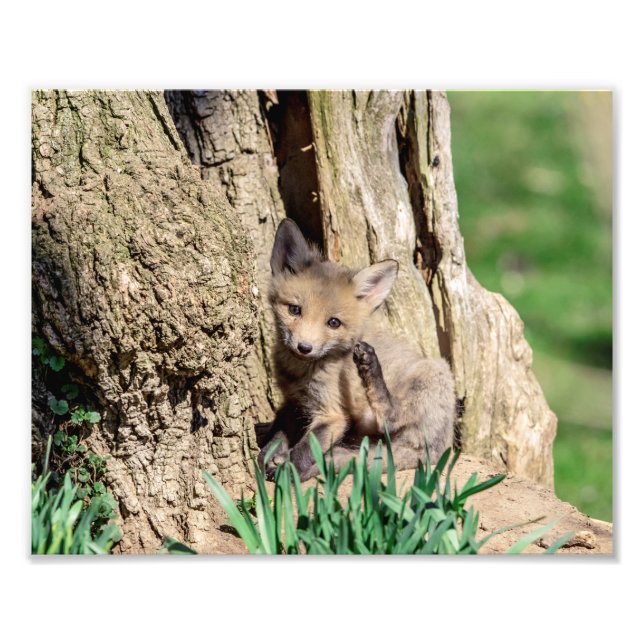 10x8 Fox Kit i Hudson Valley Fototryck (Framsidan)