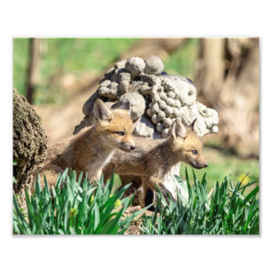 10x8 Fox Kits i Hudson Valley Fototryck