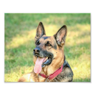 10x8 German shepard Fototryck