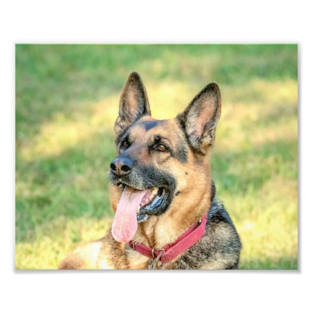 10x8 German shepard Fototryck (Framsidan)