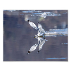 10x8 Gull-reflektioner Fototryck