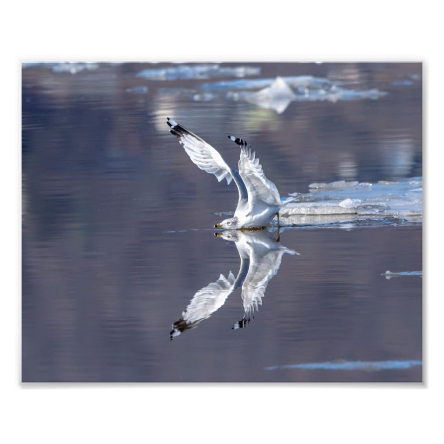10x8 Gull-reflektioner Fototryck (Framsidan)