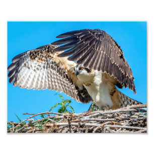 10x8 Juvenile Osprey i boet Fototryck