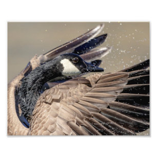 10x8 Kanada Goose Fototryck