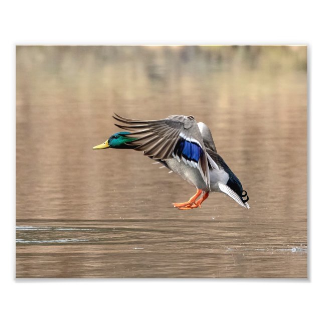 10x8 Mallard Anka under flygning Fototryck (Framsidan)