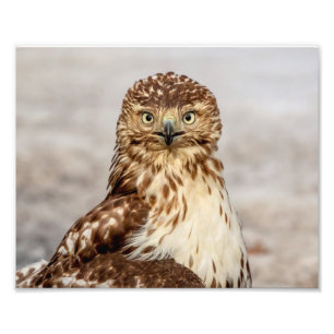 10x8 omogen rödspårad Hawk på marken Fototryck