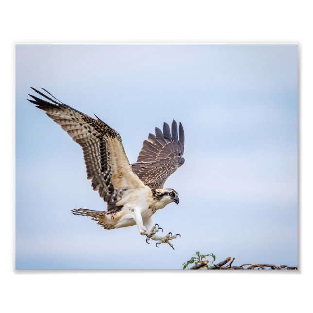 10x8 Osprey-landning i redet Fototryck (Framsidan)