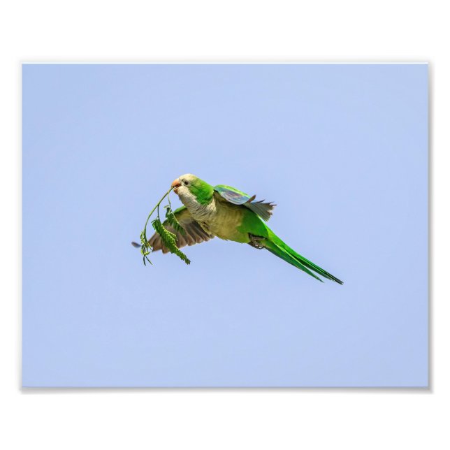 10x8 Parakeet Munk i Rio Grande Valley Fototryck (Framsidan)