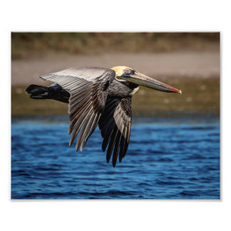 10x8 Pelican under flygning Fototryck