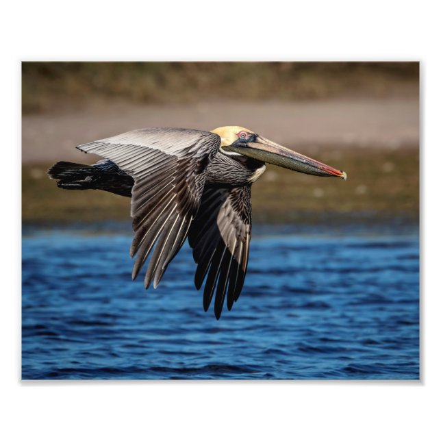 10x8 Pelican under flygning Fototryck (Framsidan)