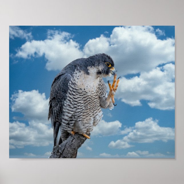 10x8 Peregrine Falcon längs Hudsonfloden Poster (Framsidan)