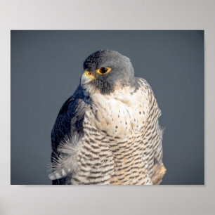 10x8 Peregrine Falcon längs Hudsonfloden Poster