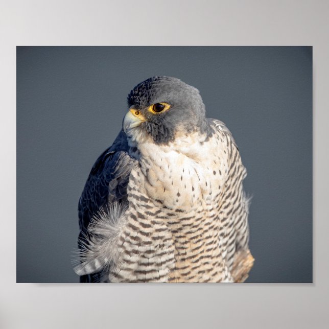 10x8 Peregrine Falcon längs Hudsonfloden Poster (Framsidan)