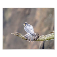 10x8 Peregrine Falcon vid Palisades Interstate