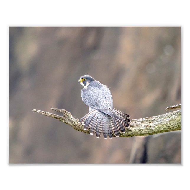 10x8 Peregrine Falcon vid Palisades Interstate Fototryck (Framsidan)