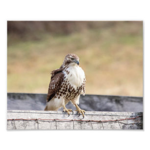 10x8 Porträtt av en omogen röd tailad Hawk Fototryck