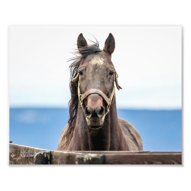 10x8 Porträtt om en häst Fototryck (Framsidan)